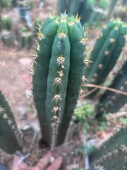 👑🌶️ Huancabamba— 13” Tip