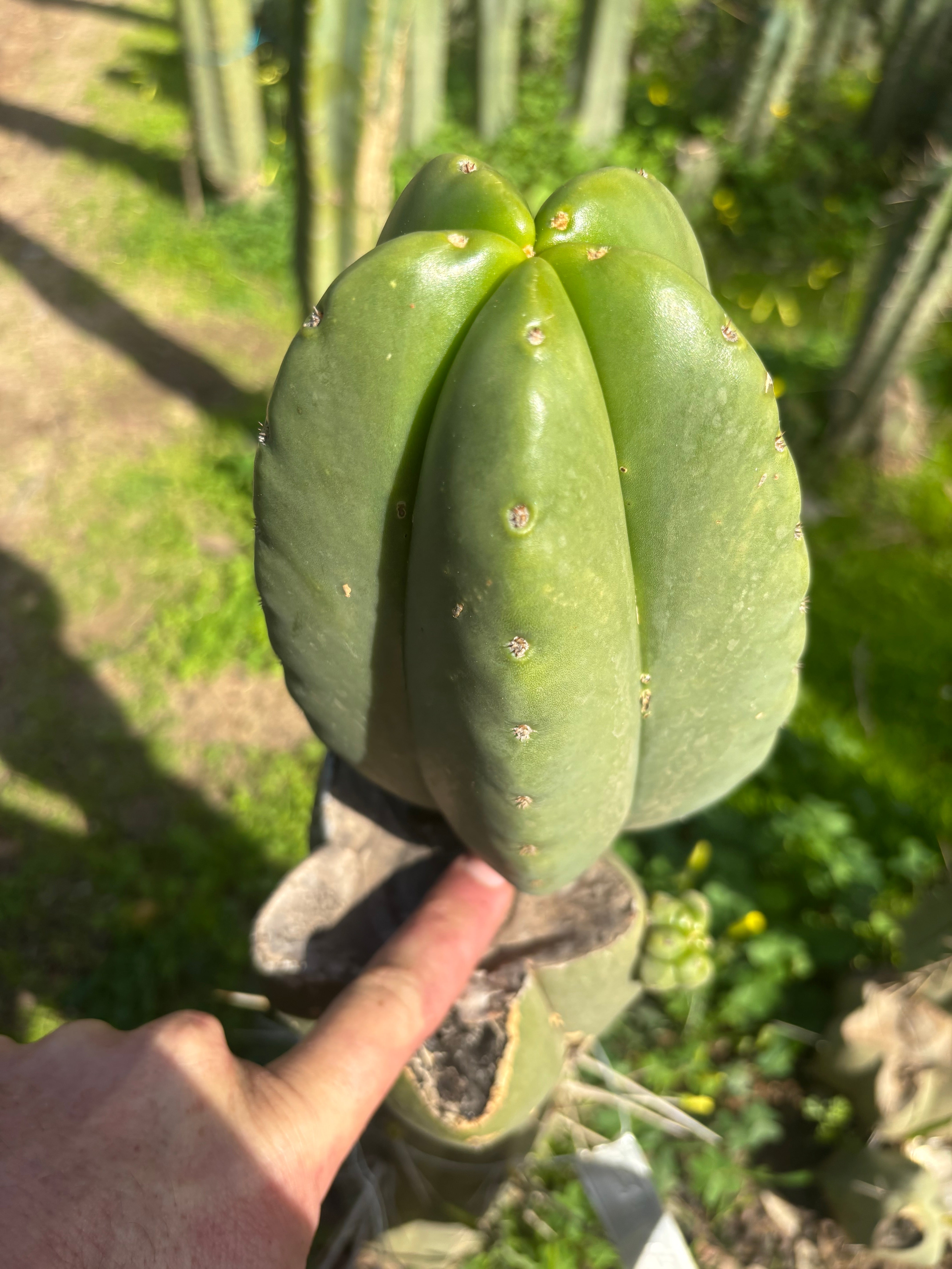 💎 Hulk x Zed MELON