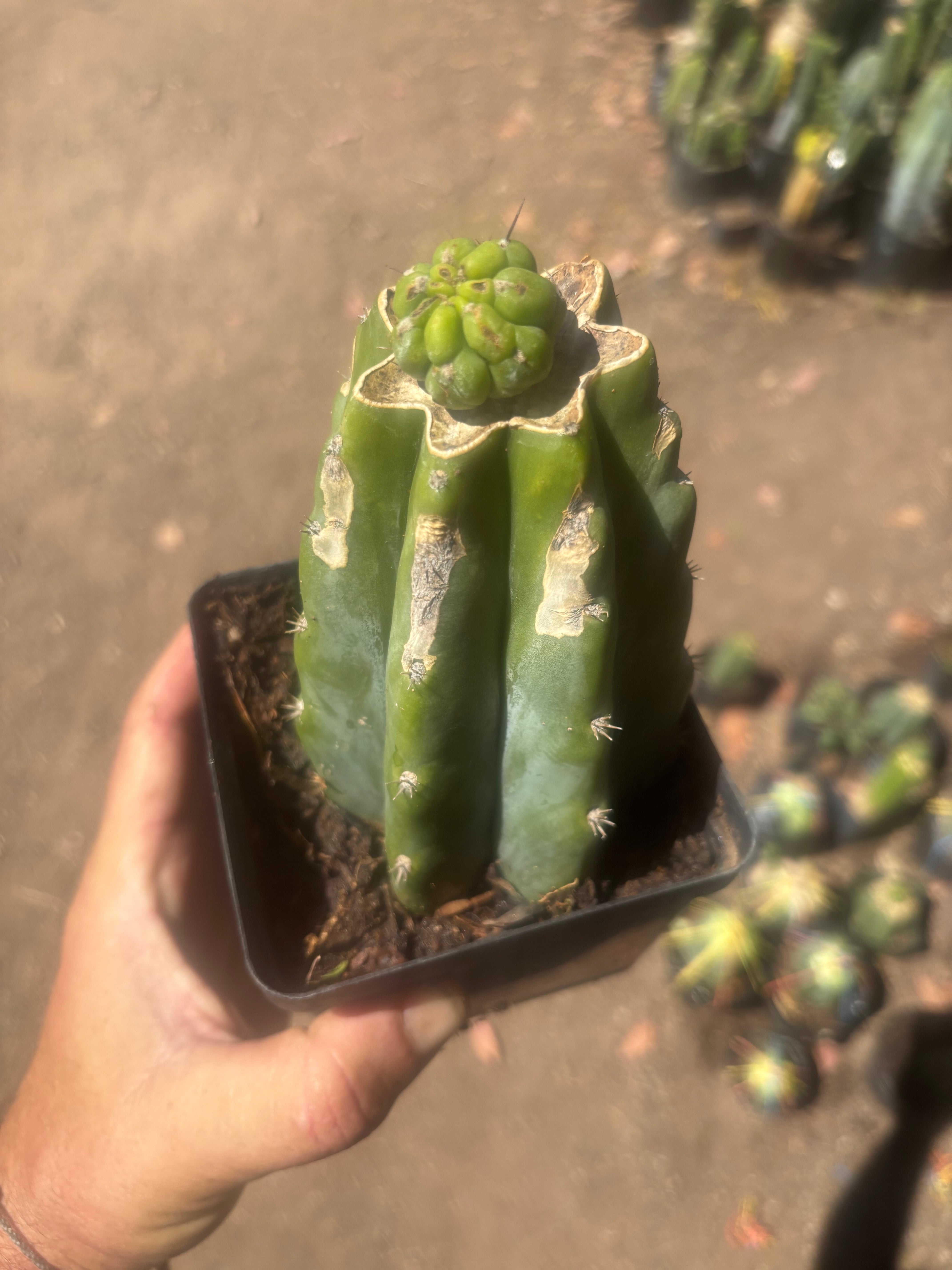 💎👑💎 Havran — Pup Graft on Rooted PC