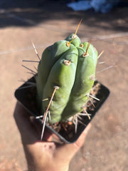 👑🌶️  Jiimz Strong Spine — Rooted Tip