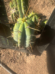 👑🌶️ Lumberjack— Chonky 10” Tip