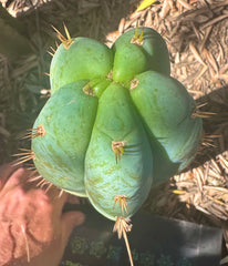 👑 Lotusland Huanu — Fat n Frosty 10” Tip