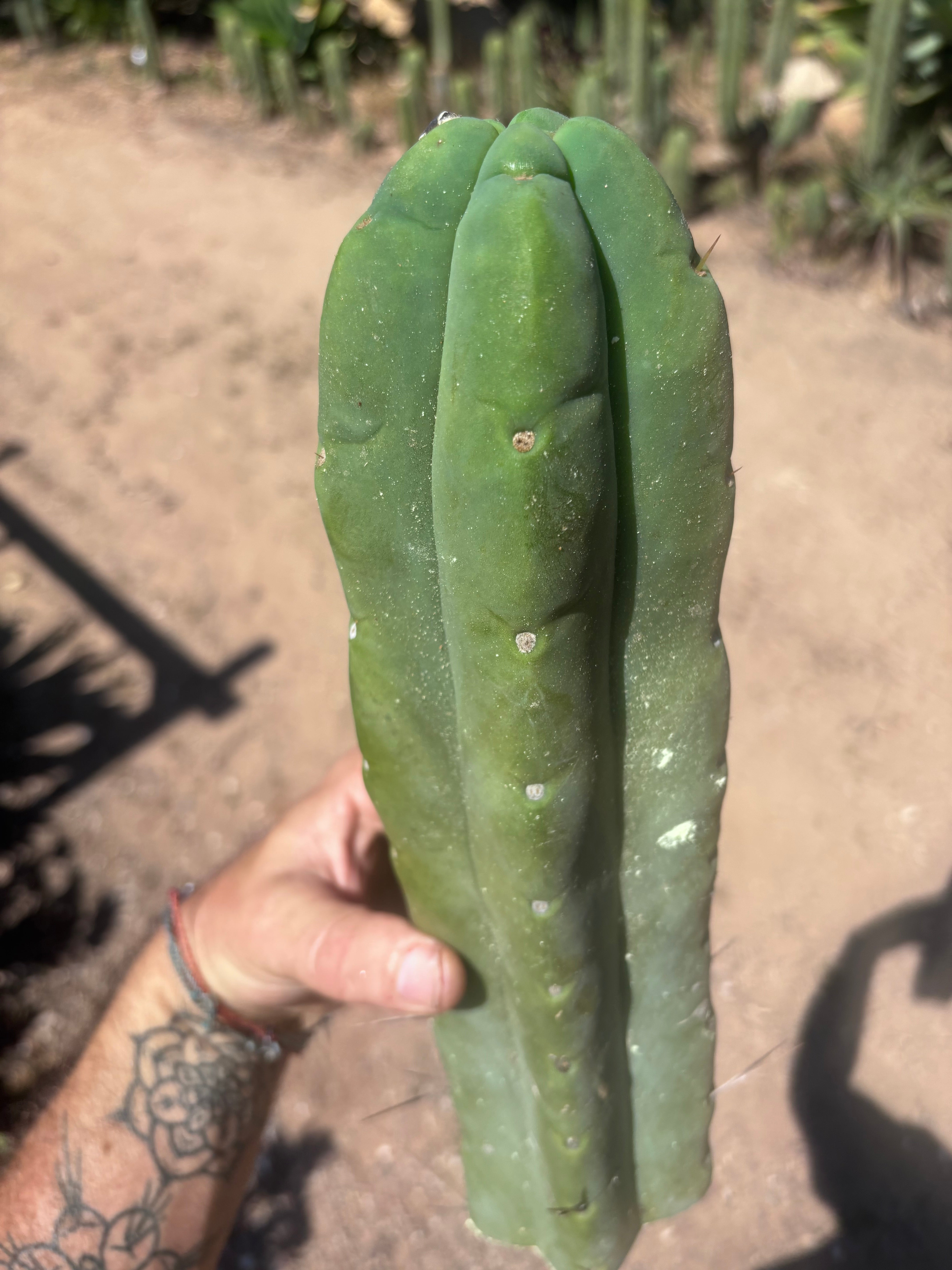 👑💎🌶️🌶️ Eileen — 13” Biggie Tip