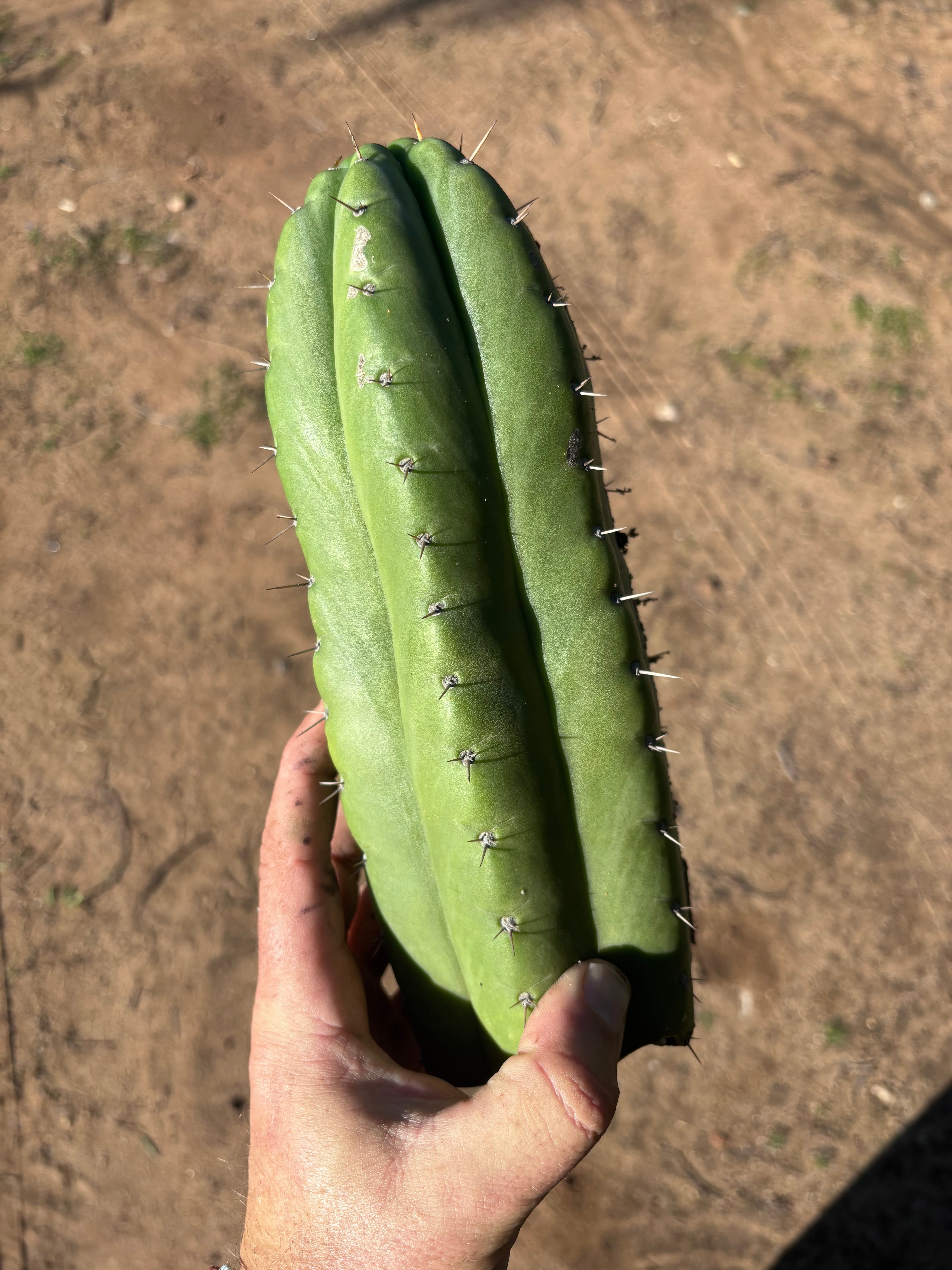 👑🌶️ Huarazensis — 10” Chonk Tip