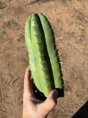 👑🌶️ Huarazensis — 10” Chonk Tip
