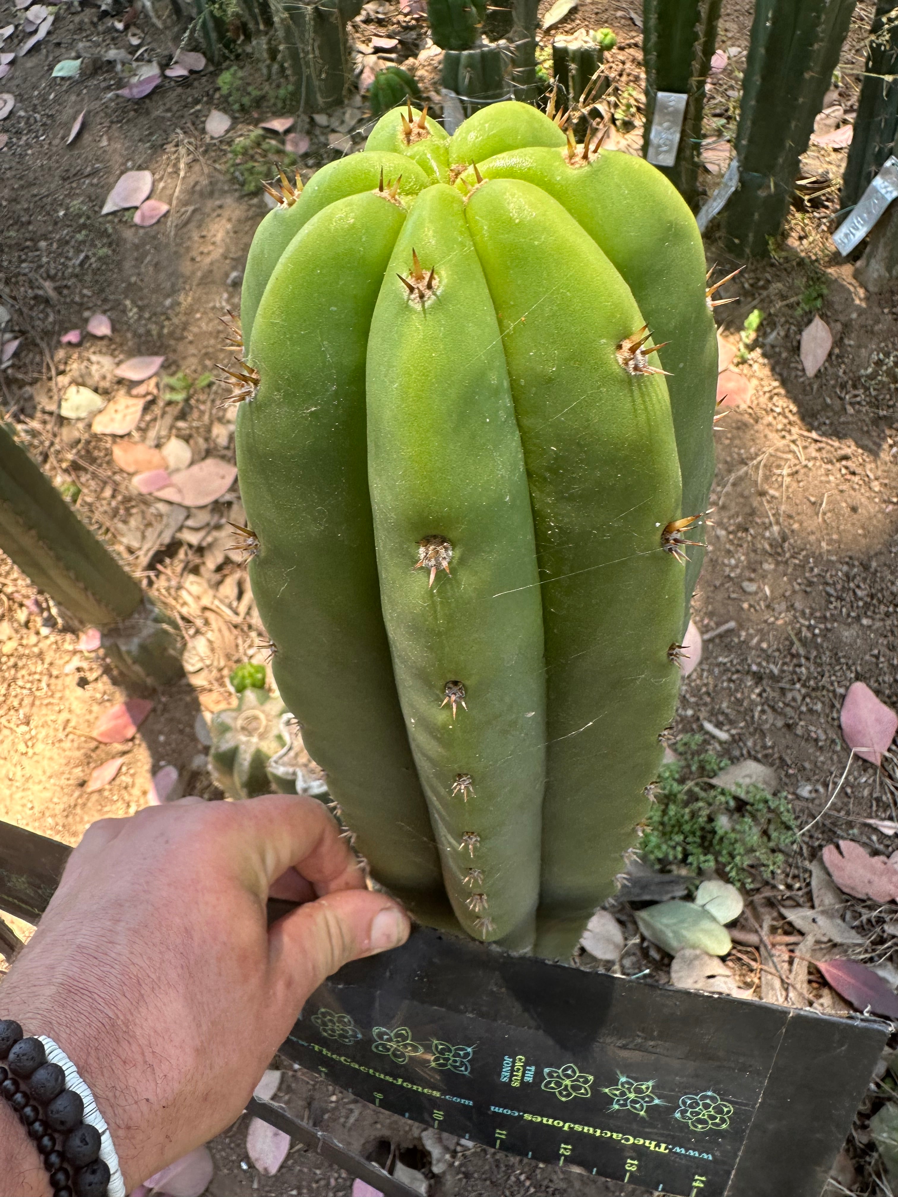 Bertha x Scop — *GIRTHY* 10” Tip