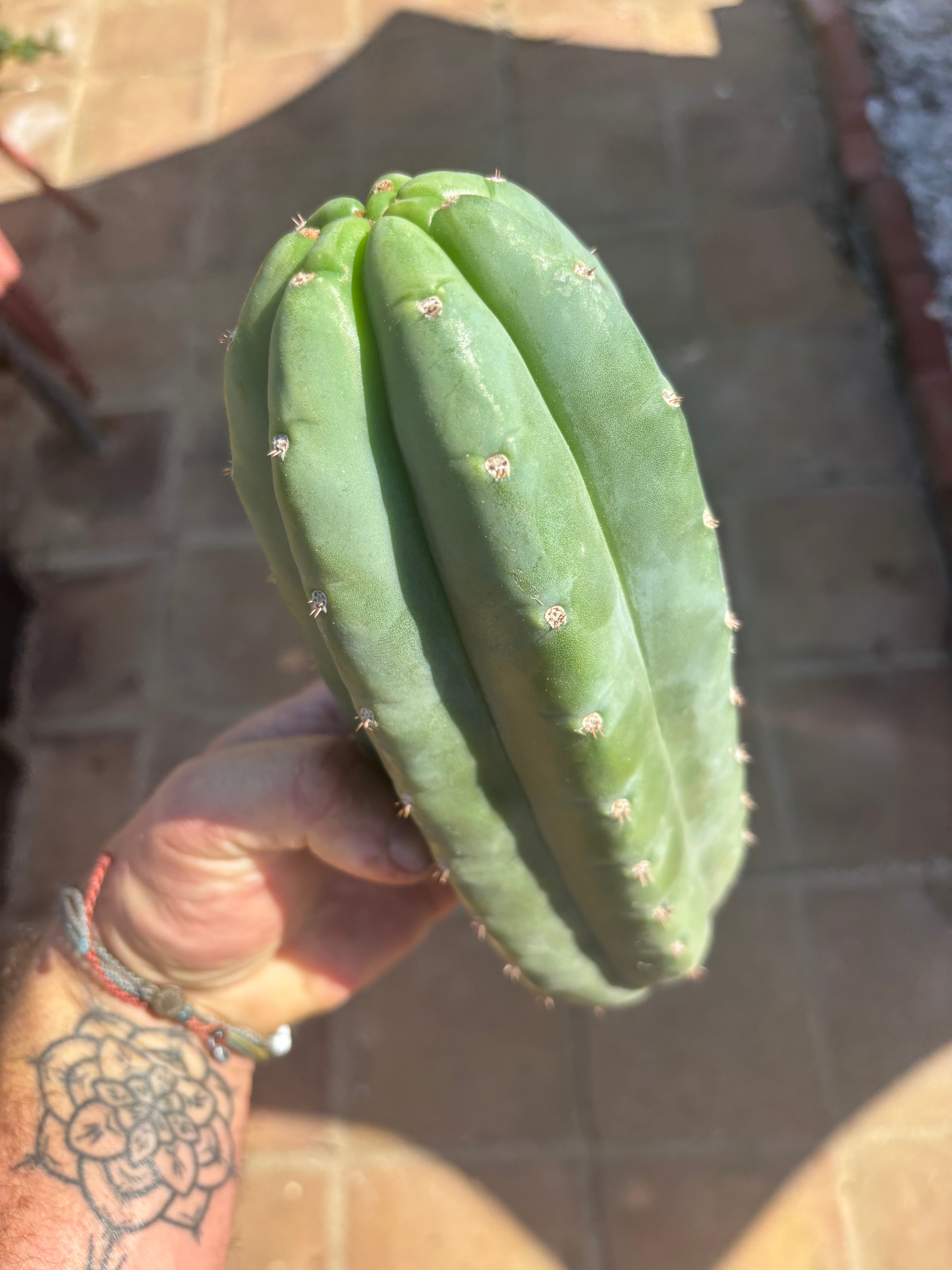 💎👑🌶️ Pierre — Chonky 10” Pup