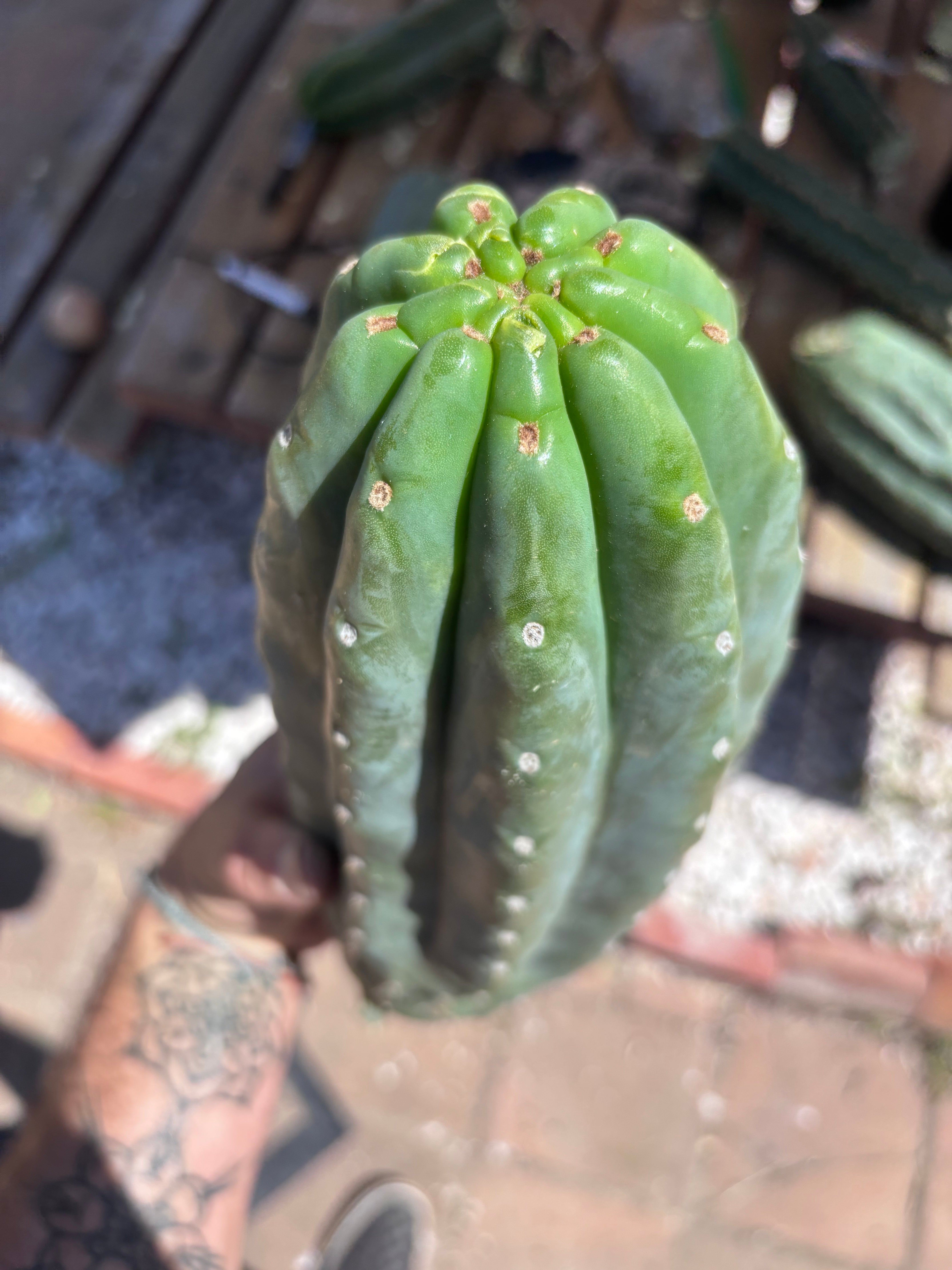 👑🌶️ Pierre — BEEFY 13” Pup