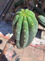 👑🌶️ Pierre — BEEFY 13” Pup