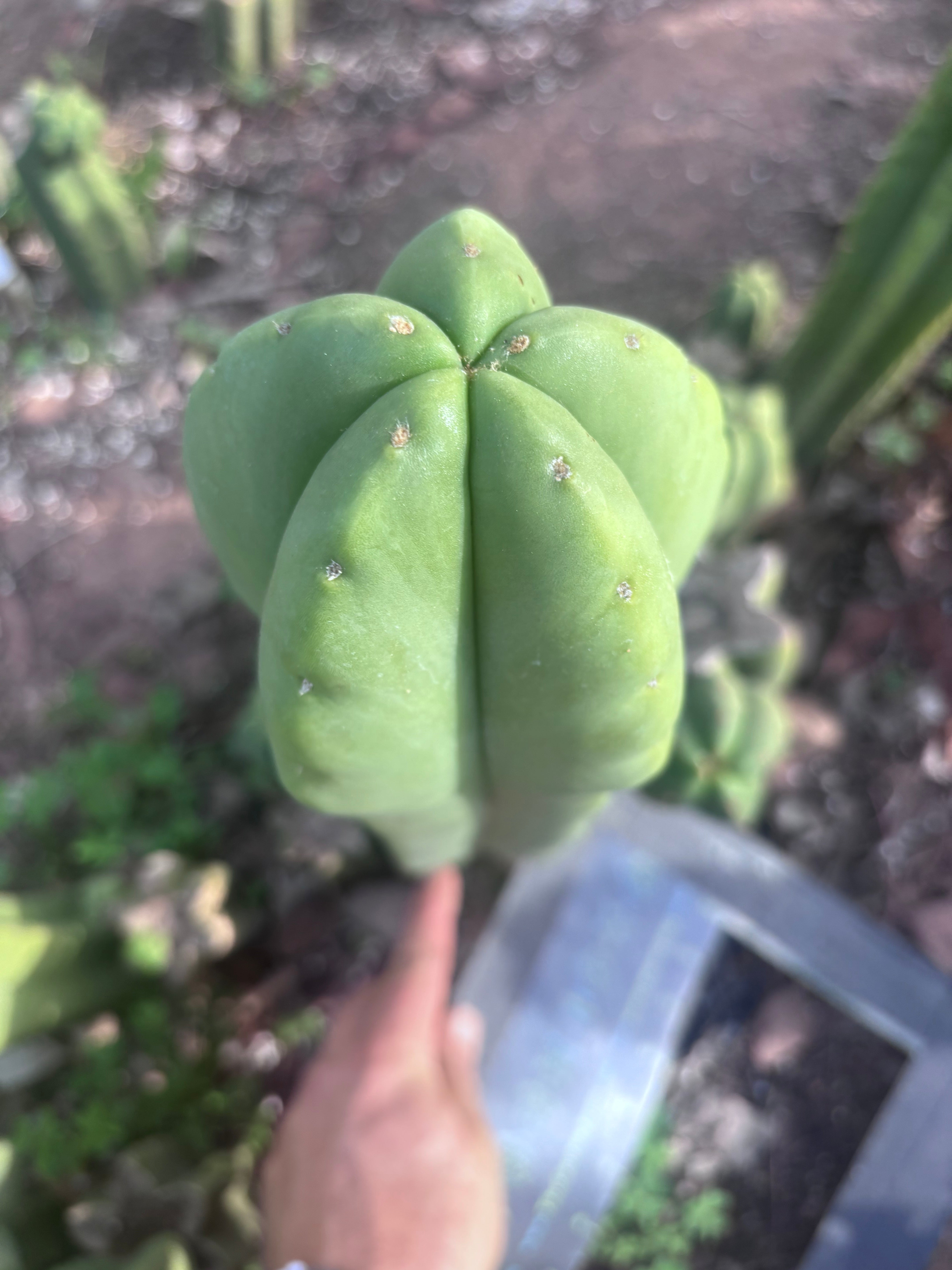 👑💎 Aussie Scop — XL 14” Tip