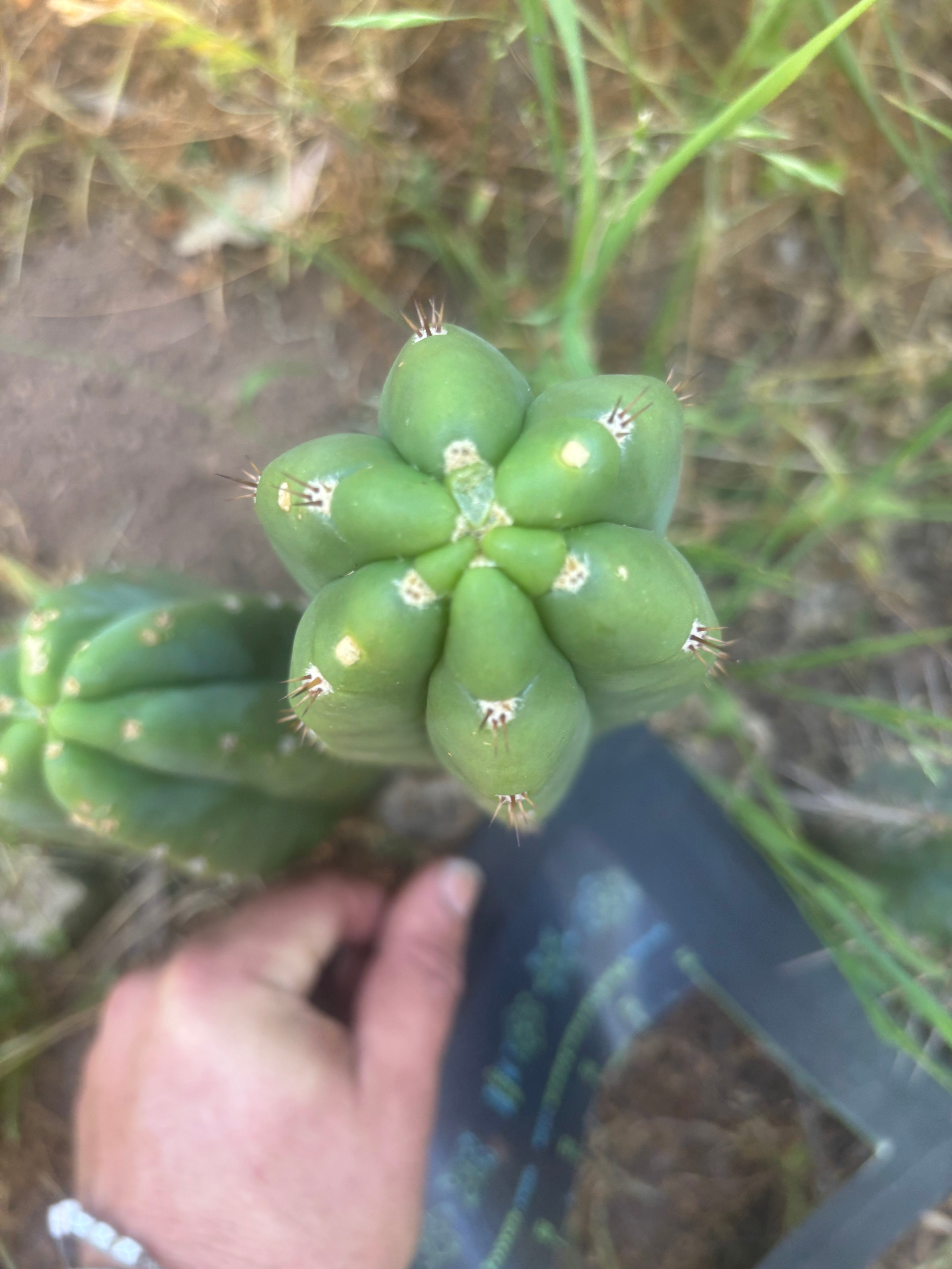 👑🌶️ Bob’s Colossus —  8” Pup