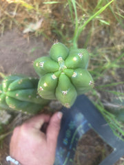 👑🌶️ Bob’s Colossus —  8” Pup