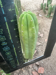 👑🌶️ Quito Q — 10” Pup