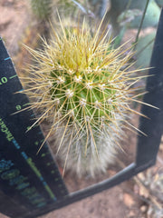 💎 T.Camarguensis  — 10” Tip