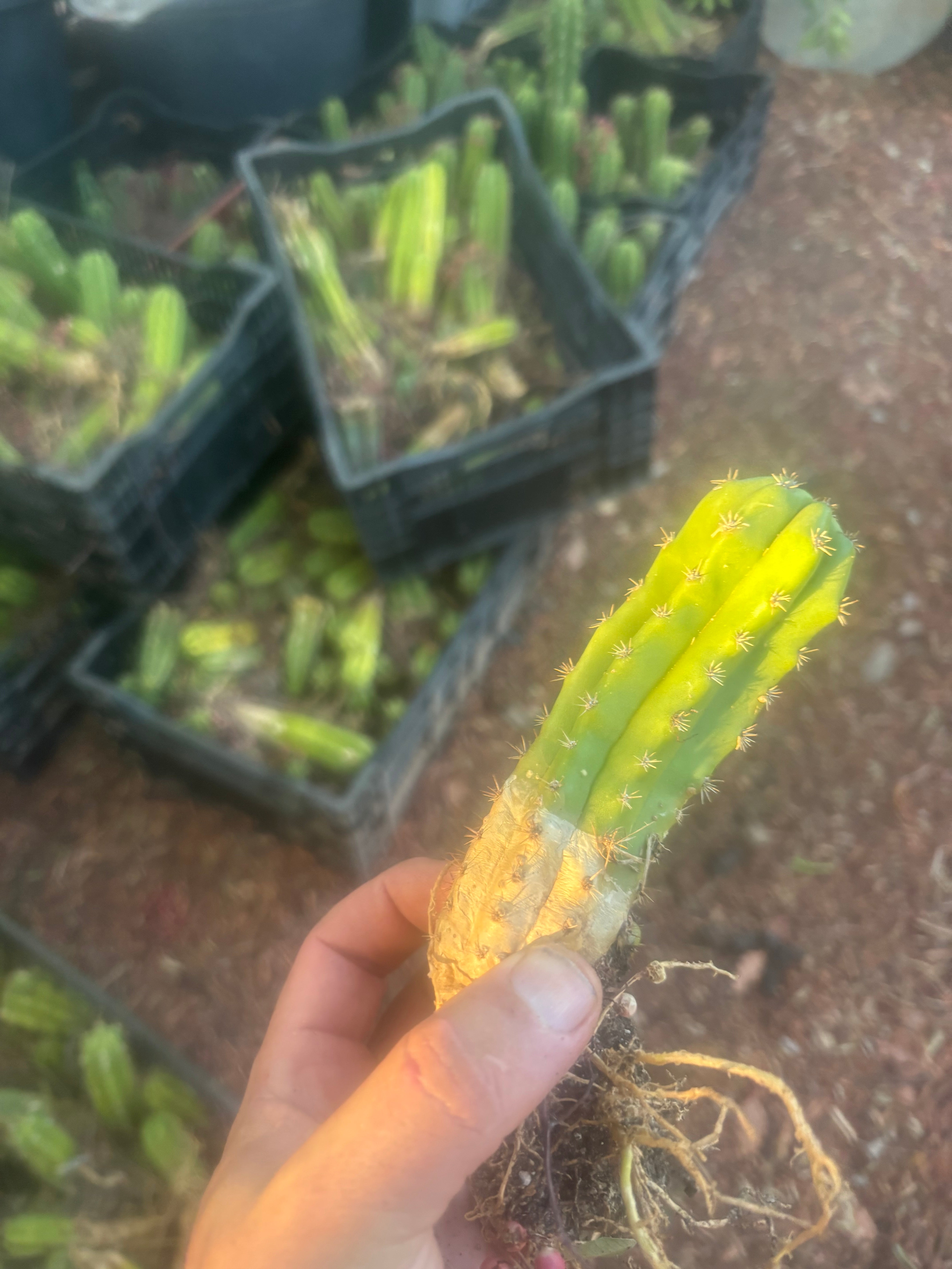 ADD-ON FREEBIE (Restocked!) —  Mystery Yearling