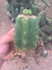 💎👑💎 Havran — Pup Graft on Rooted PC