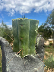 New FREE ADD-ON  — 🌶️ Chuck’s Bridge — 3-4” Roota-Chonk.