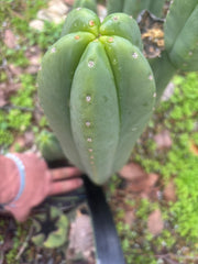 👑🌶️ Scop A — XXL 15” Pup