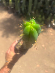 👑🌶️🌶️ Dulzura — Ugly, Rootbound and Pumping 💪15”