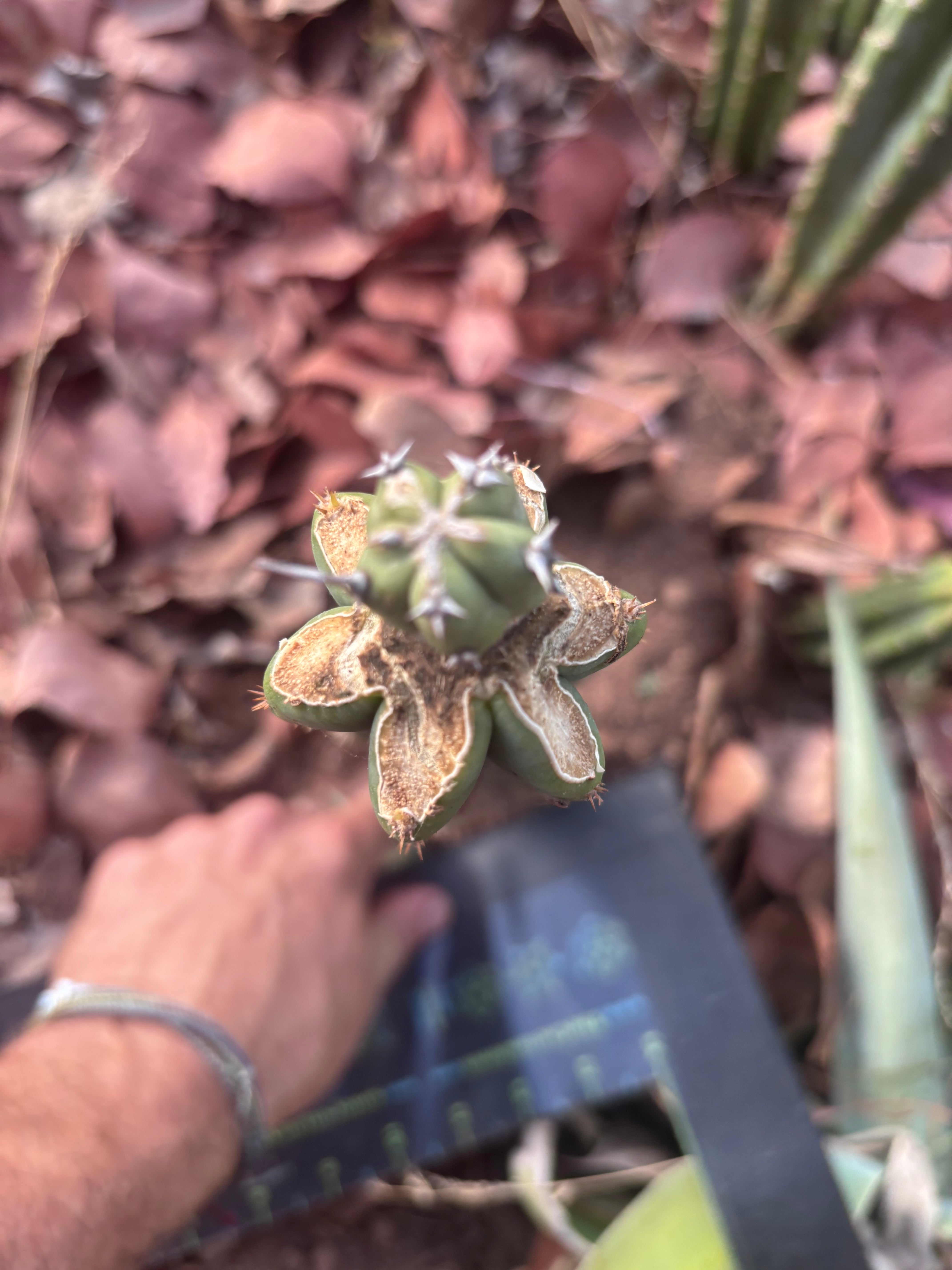 🦄 👑 M Stacker — Fully Rooted Graft