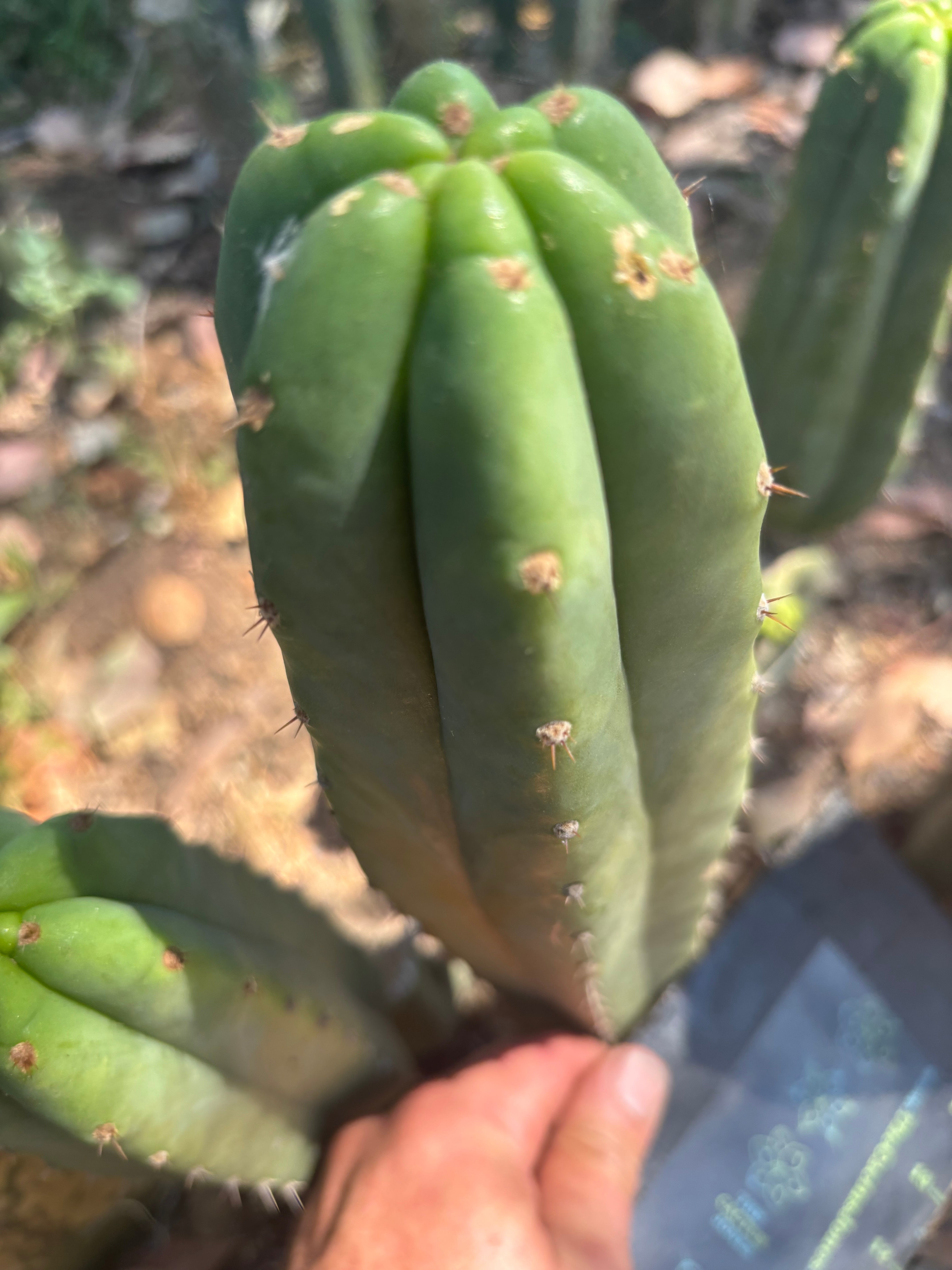 👑🌶️🌶️ Landfill — 11” Tip