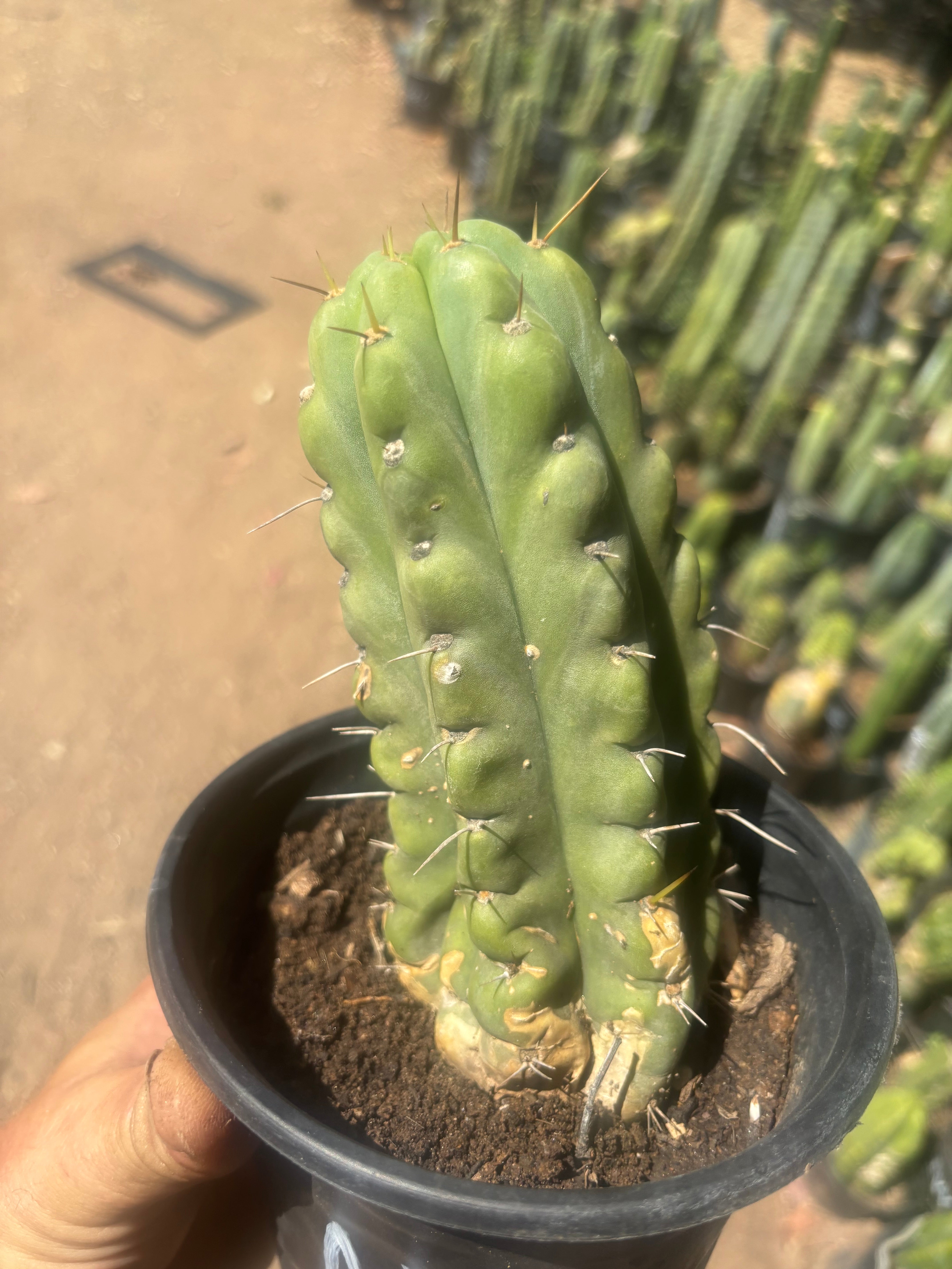 💎💎🌶️🌶️ NOM — Rooted 8” Pup