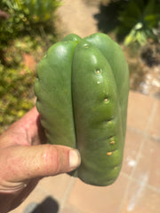 💎👑🌶️ Ferah — Another Fourwang Chub Muffin