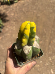 💎🔰 Ferah x Velvet, Vari #2 (FVV2) — Rooted Tip Graft