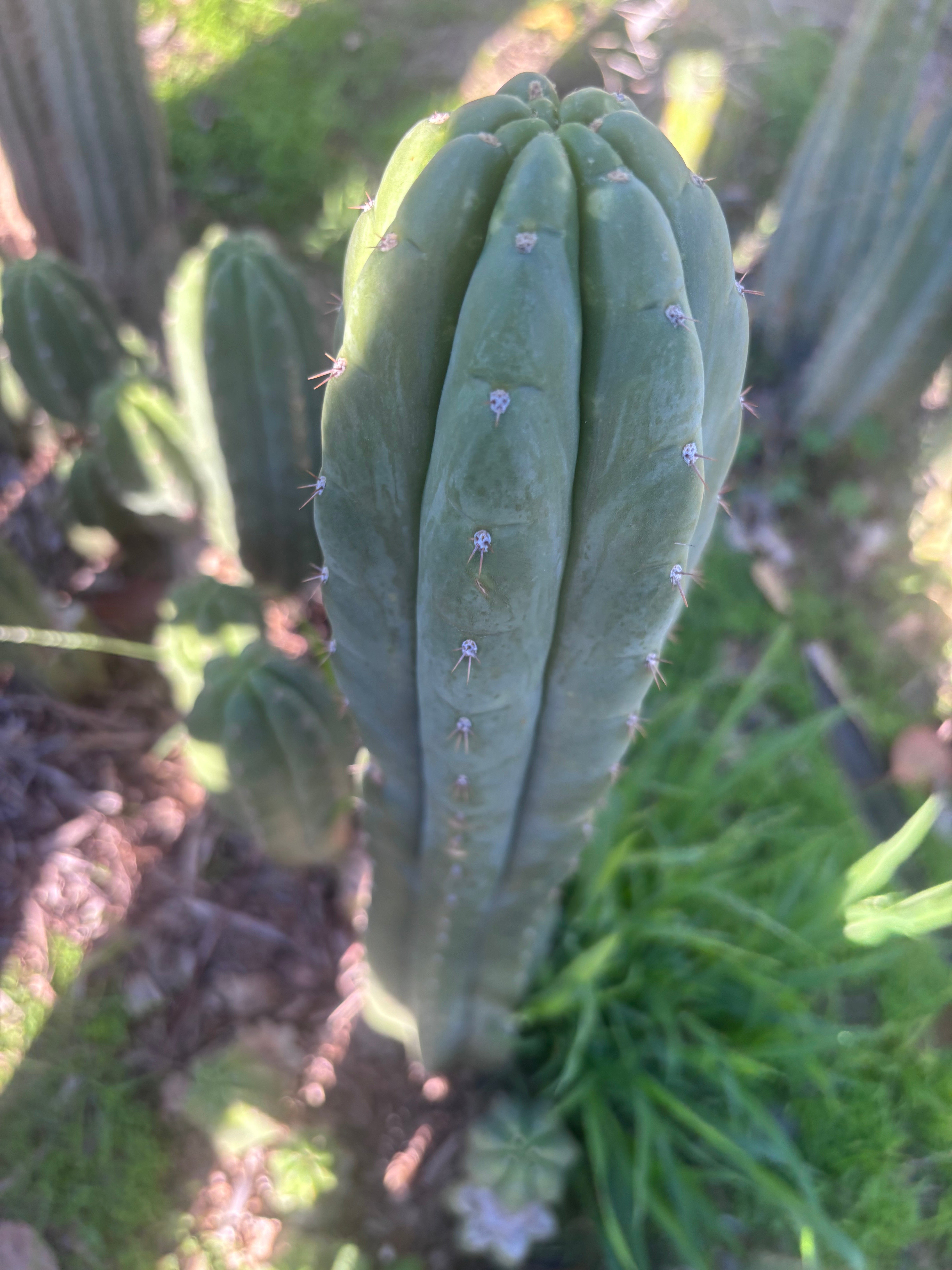 👑🌶️ Blue Ecuador — XL 14” Tip