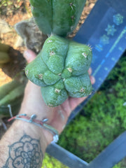 👑🌶️ Bob’s Colossus—  Chonky 6” Grenade