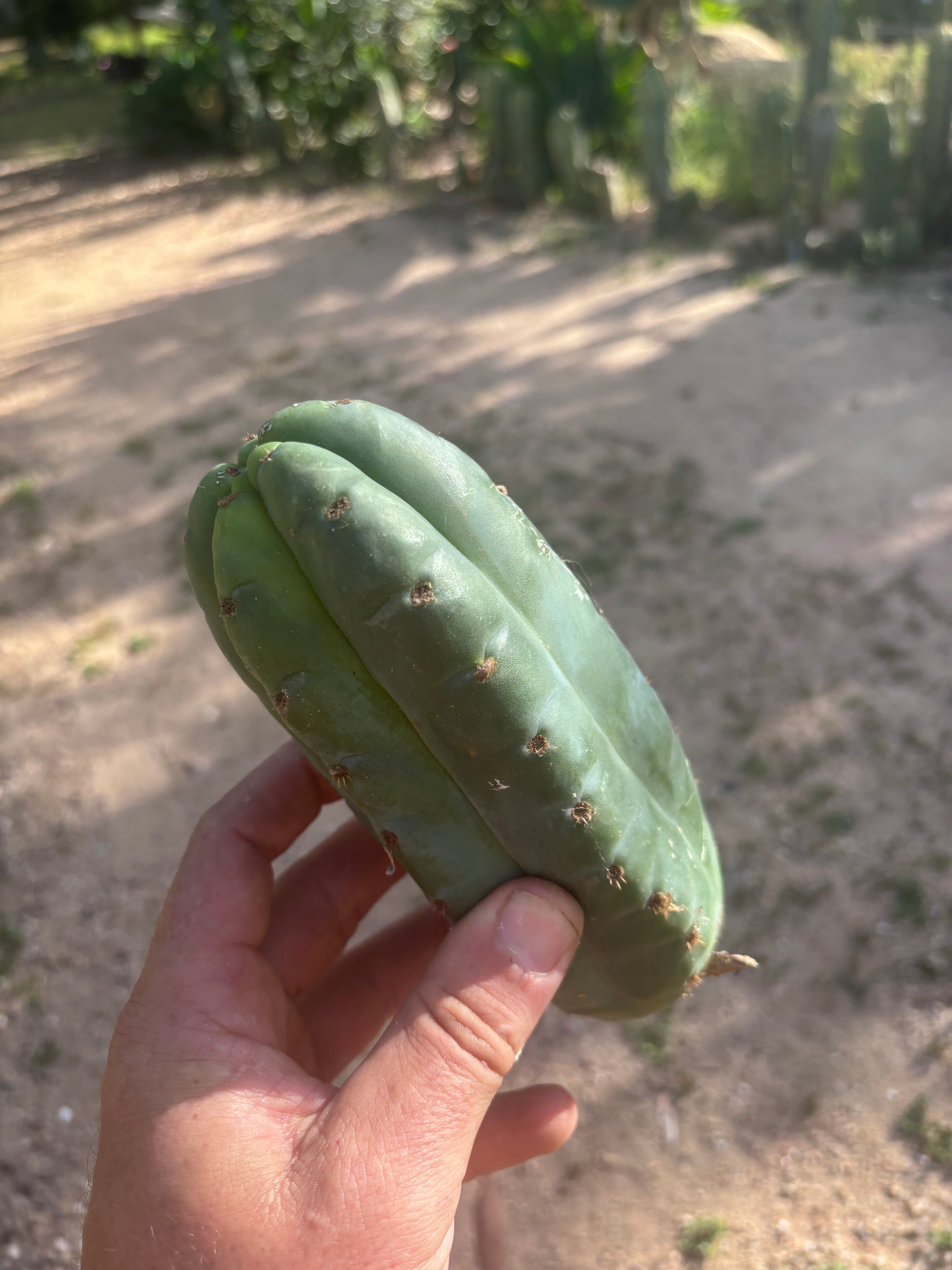 👑🌶️ Pierre — Lot of 3 Pups