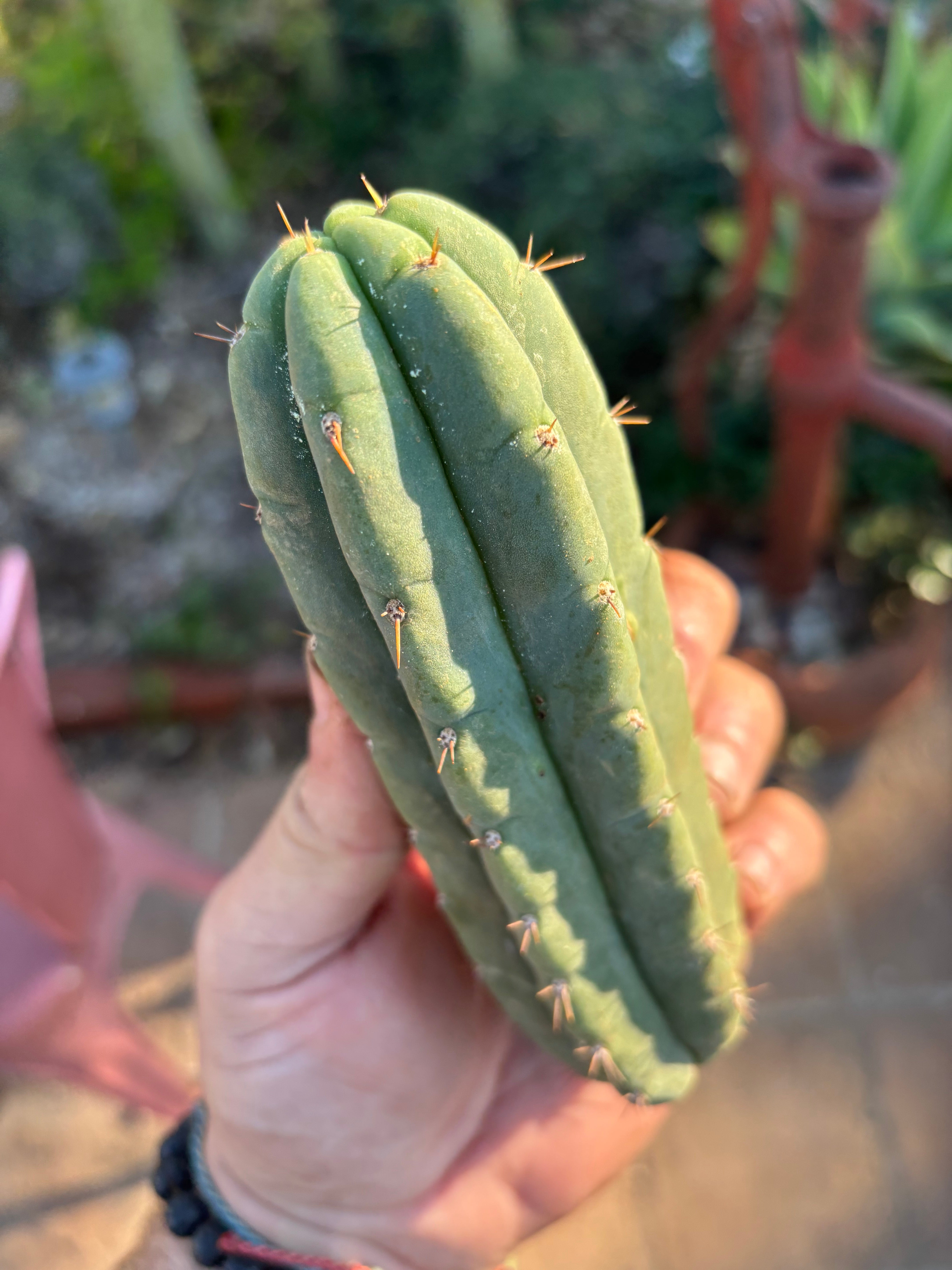 💎👑🌶️🌶️ Austy’s Bomb — 6” Pup