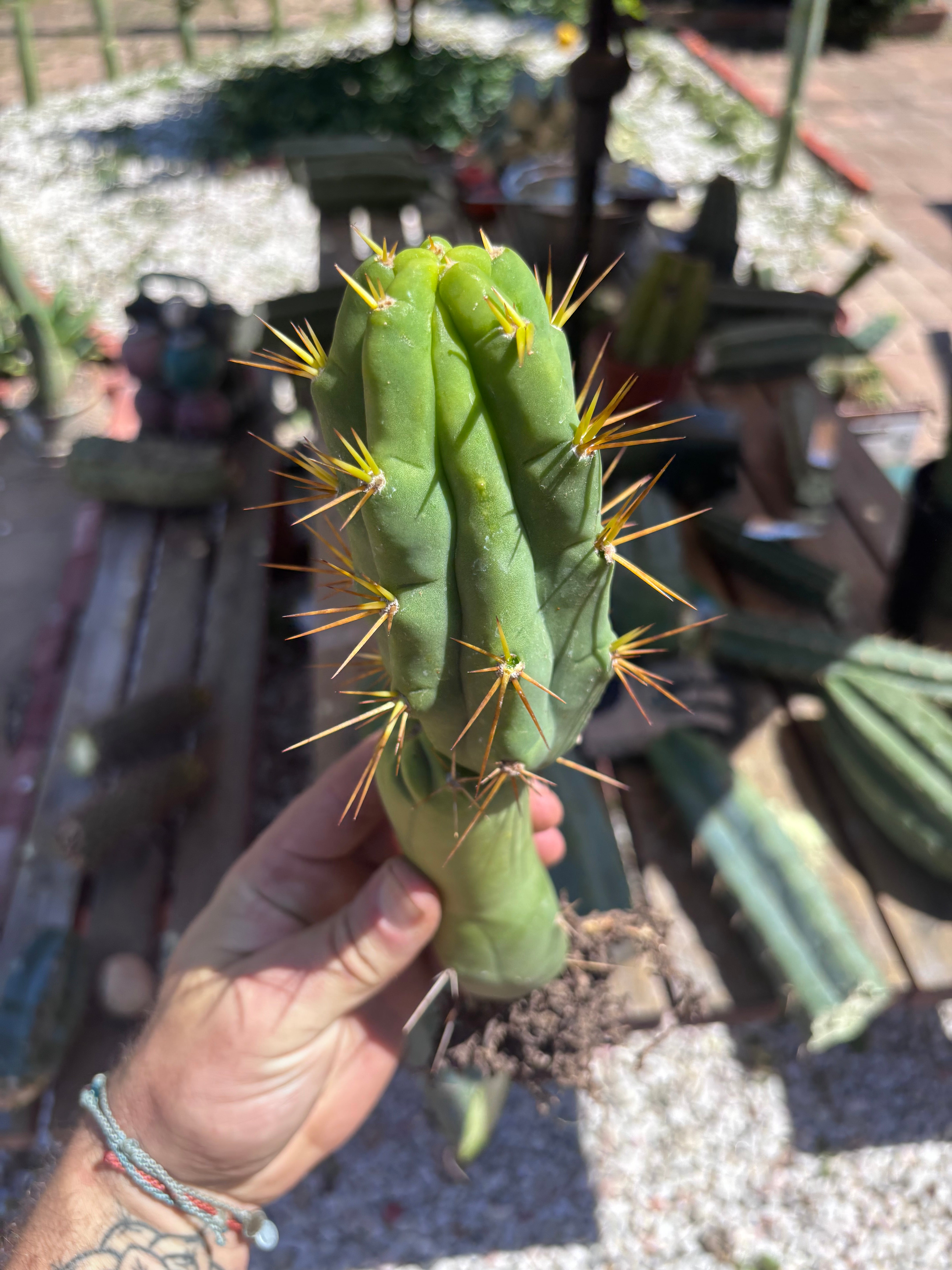 💎👑🌶️ TBQM  — Switch Specimen (Rooted)
