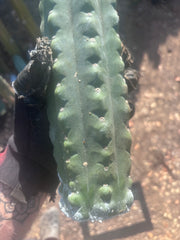 💎👑🌶️  Ichoca — Beefy 14” Notch Missile