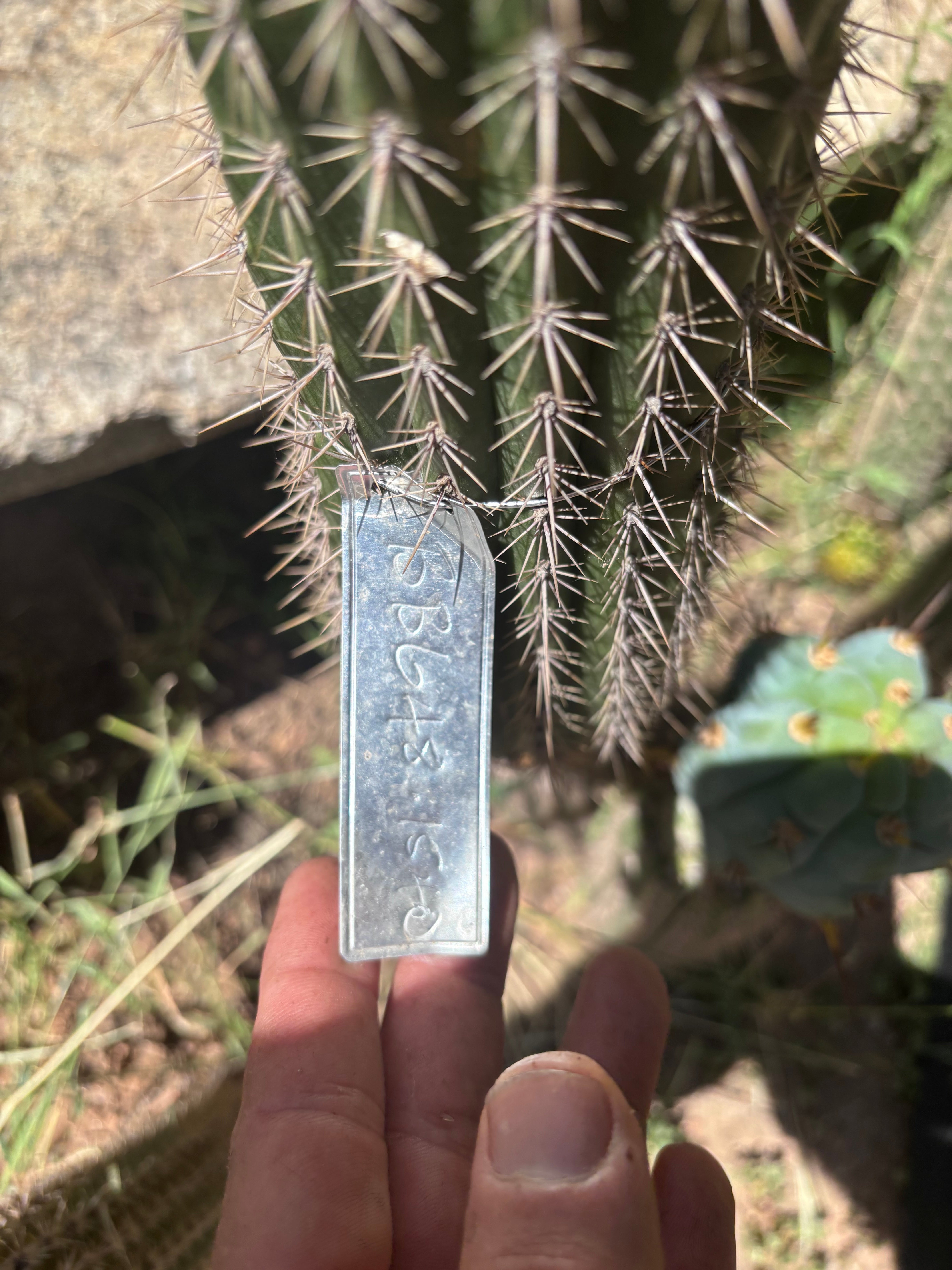 💎👑 BBG48.1540 — FAT Graft