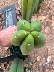 👑🌶️  Scop A  — Chonky 10” Tips