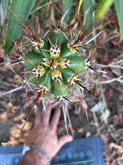 💎 Tacaquirensis — *Fully Rooted* 15”