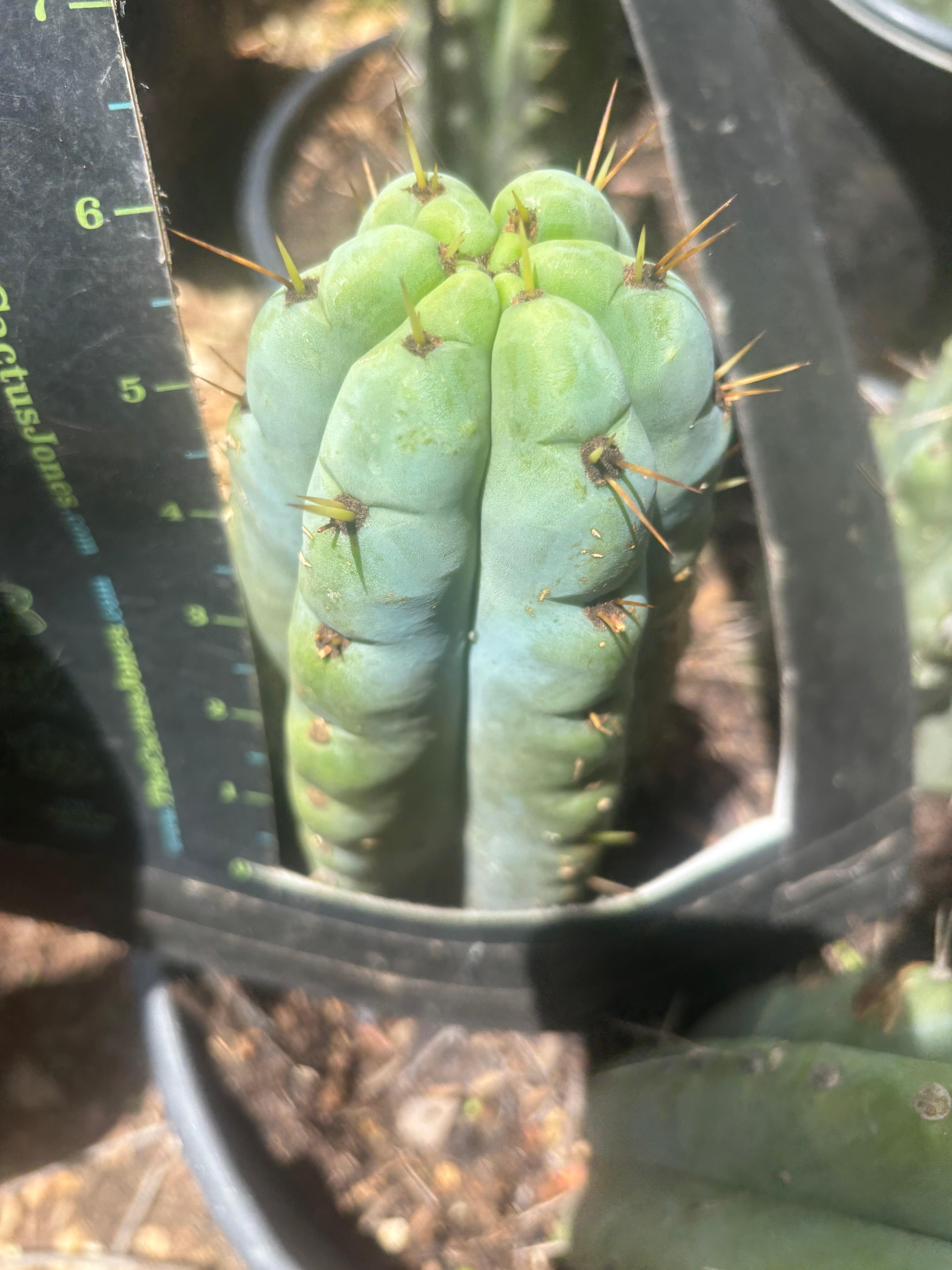 💎🌶️🌶️ NOM — Thick 6” Tip
