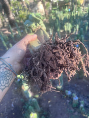 👑💎🌶️ Zulk — Rooted Mid with FourWang Pup