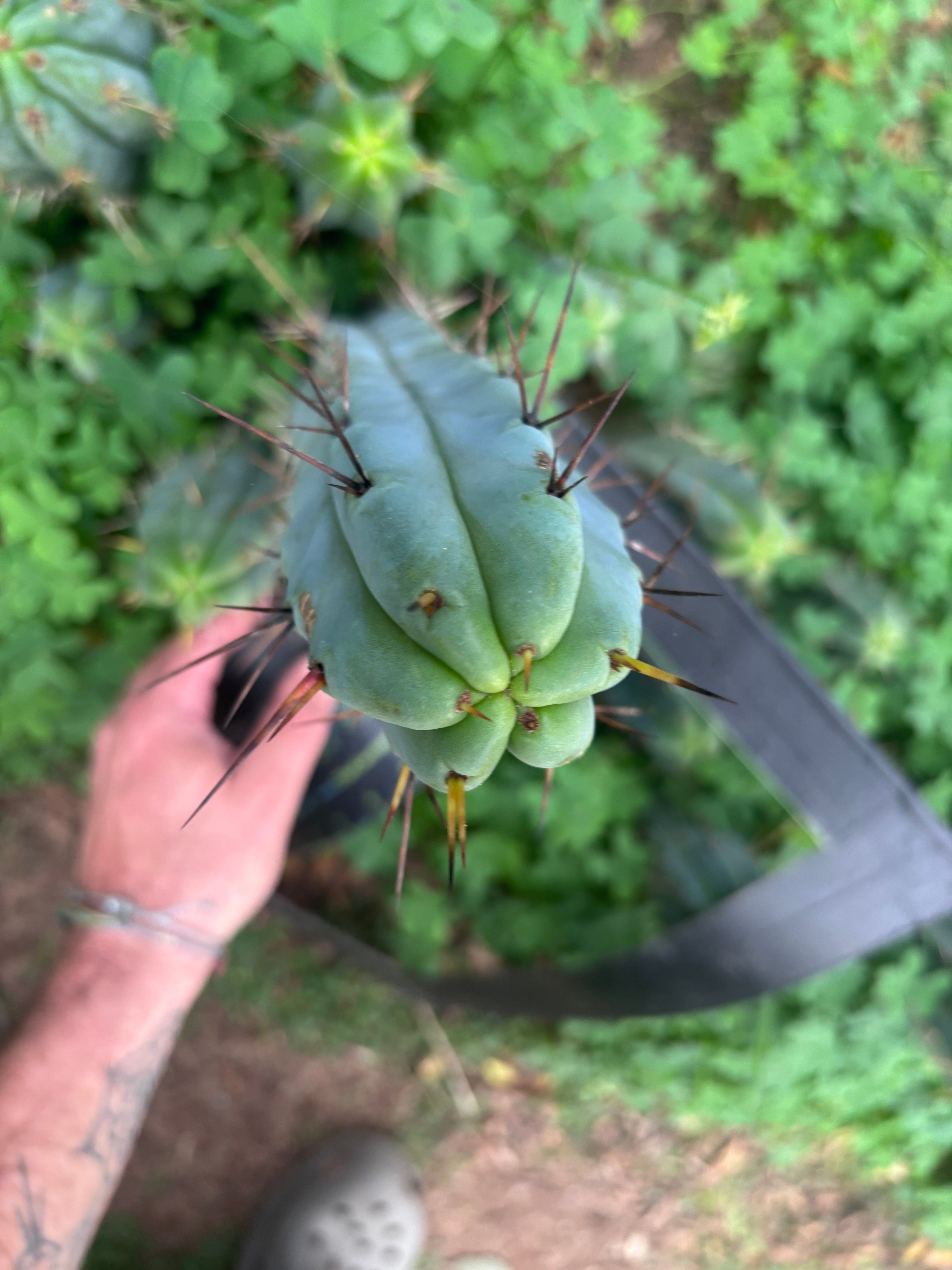 👑🌶️ Mesa Gardens Bridge — 11” Tip
