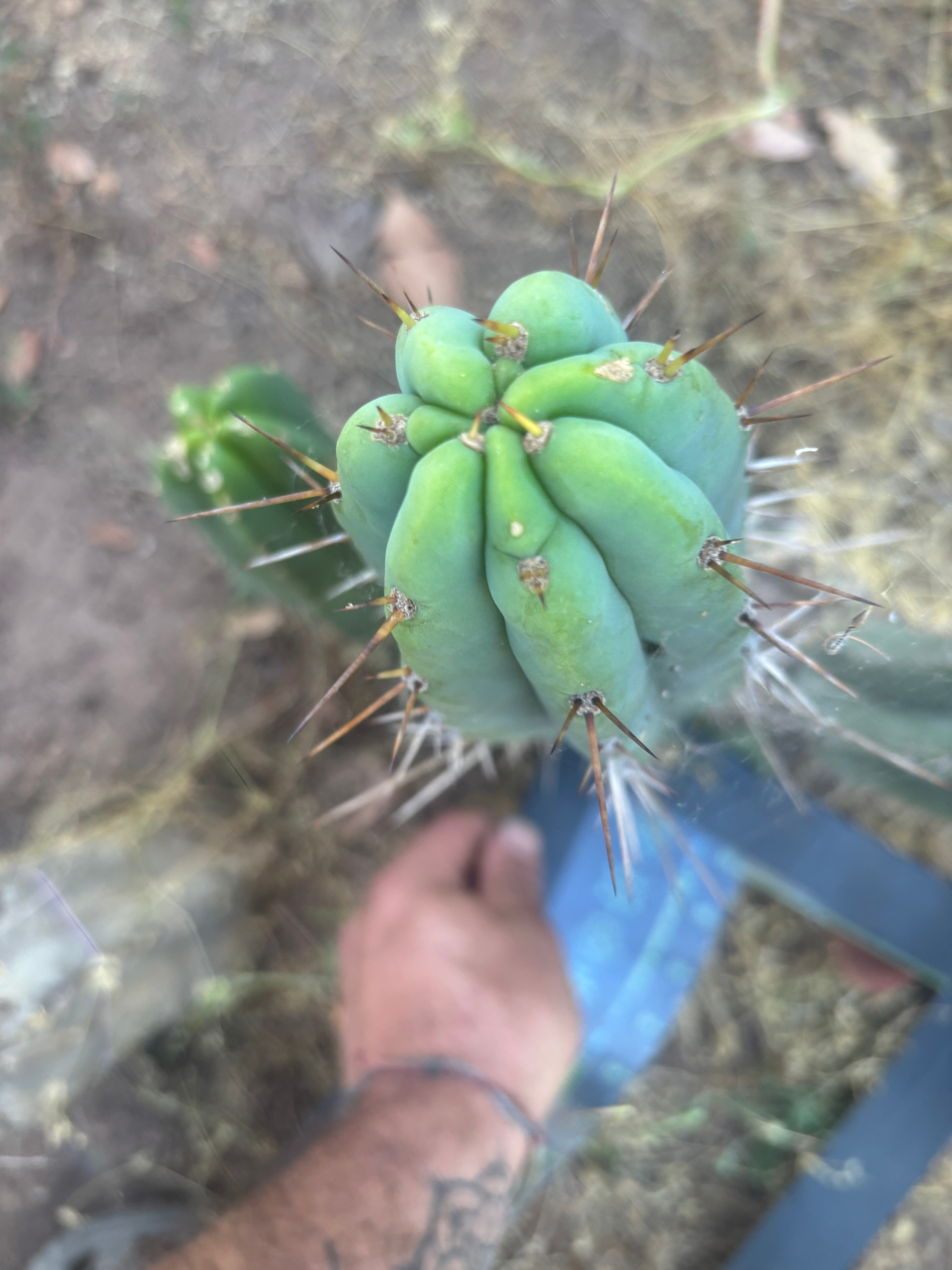 👑🌶️🌶️ Pala — 13” Tip