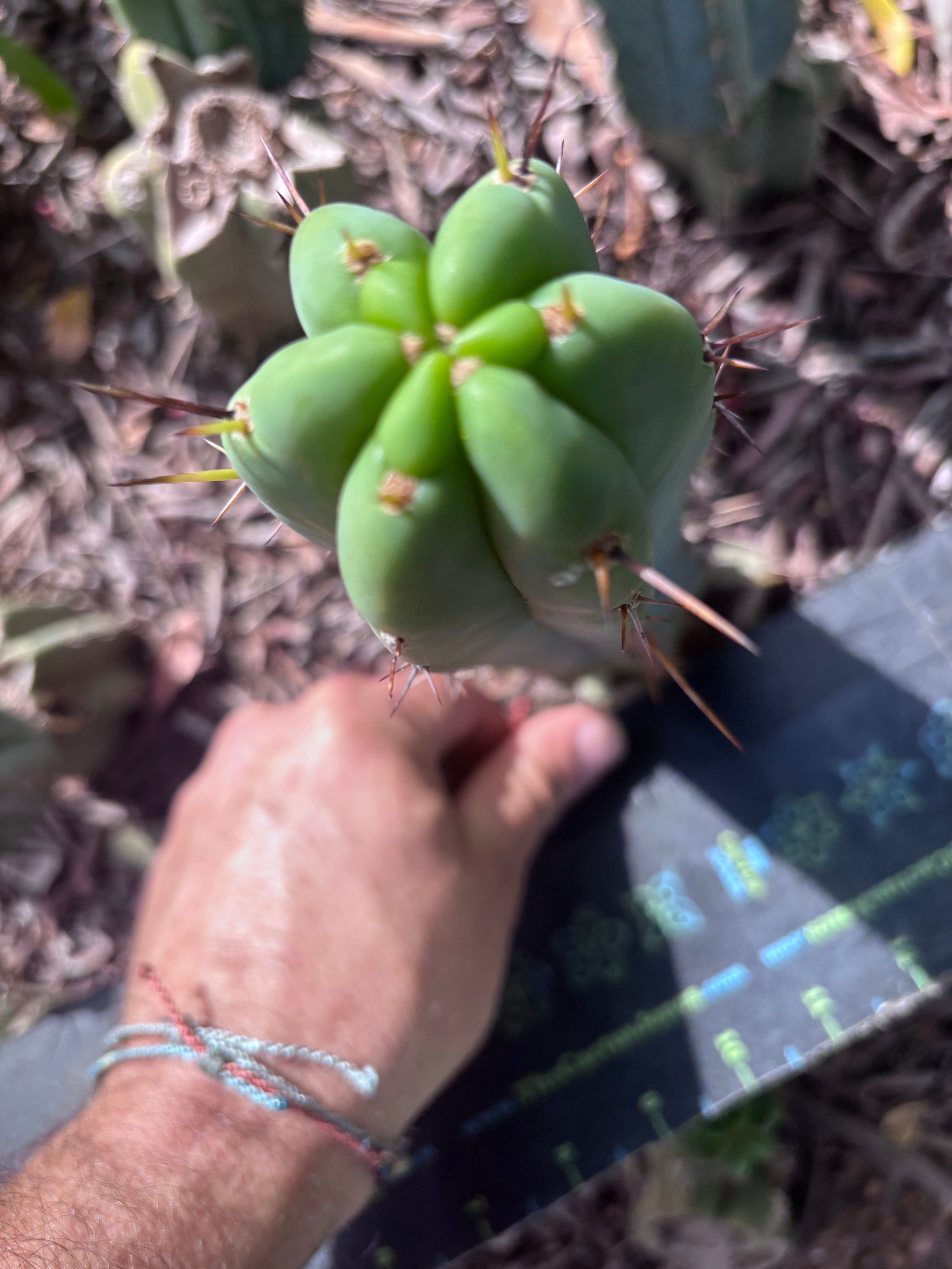 👑🌶️🌶️ Pala — 8” Tip