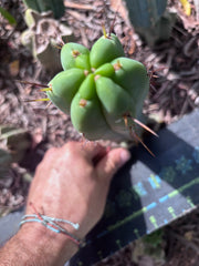 👑🌶️🌶️ Pala — 8” Tip