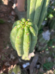 👑🌶️ The Field’s Pachanoi — Chonky 9” Pup