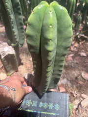 👑💎🌶️ Zulk — Fat 12” Pup