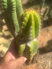 💎👑💎❗️Parques De Leyendes —BK08611.4 Clone A — Established Rooted Slab Graft w/ Large Pup