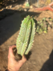 🌶️ Tipz x Super Pedro - Fully Rooted 16”