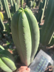 💎👑🌶️ Scop A — Massive XXL 16” Tip