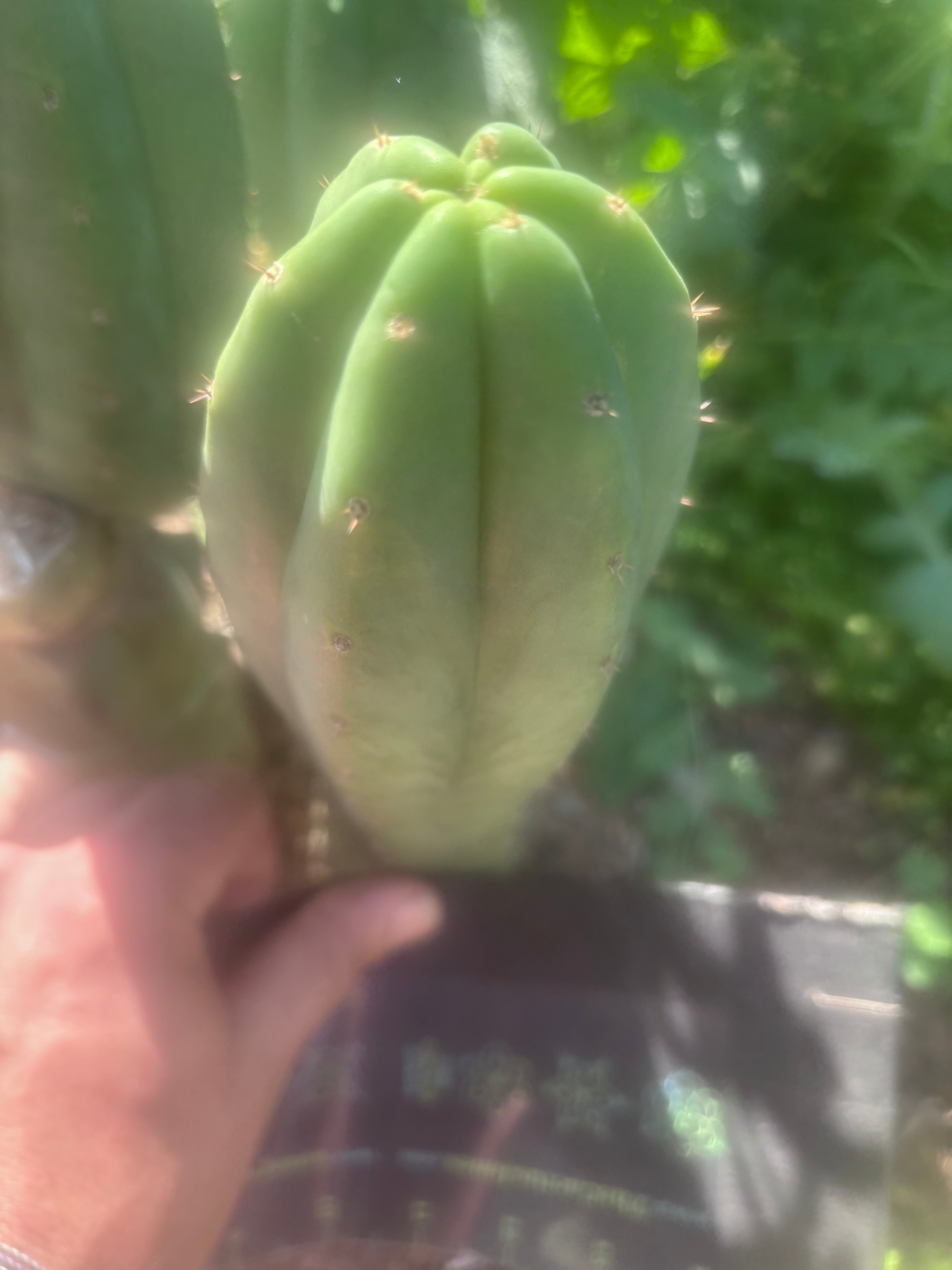 💎👑🌶️ LMP — 7” Tip