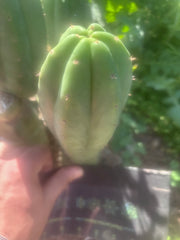 💎👑🌶️ LMP — 7” Tip